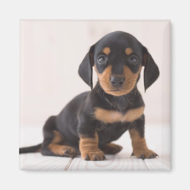 Miniature Dachshund Sitting Magnet (Front)