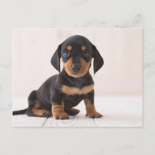 Miniature Dachshund Sitting Postcard