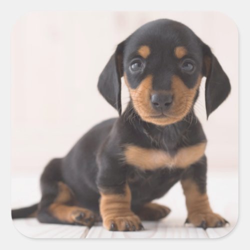 Miniature Dachshund Sitting Square Sticker