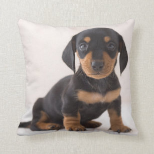 miniature dachshund gifts