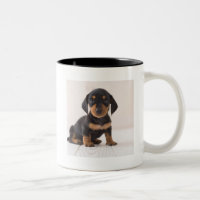 Miniature Dachshund Sitting