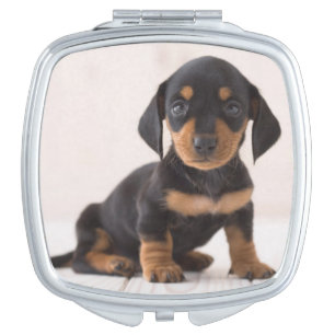 Miniature Dachshund Sitting Vanity Mirror