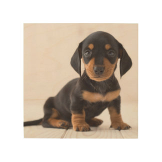 Cutest Baby Animals
