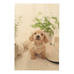 Miniature Dachshund Wood Wall Art
