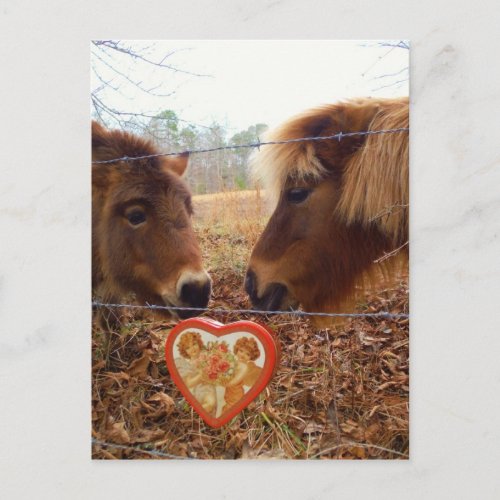 Miniature Donkey  Horse Valentine Heart Holiday Postcard