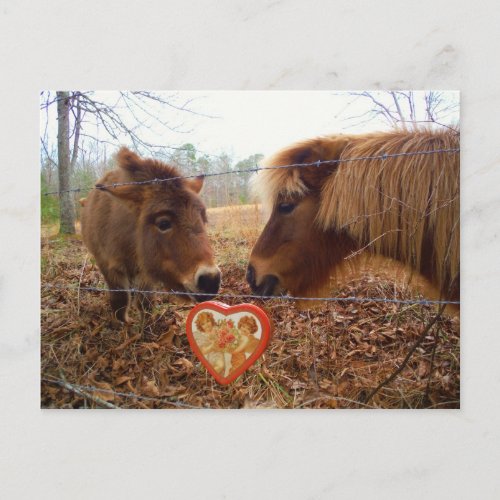 Miniature Donkey  Horse Valentine Heart Holiday Postcard