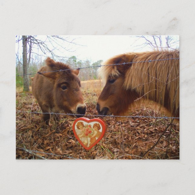 Miniature Donkey & Horse Valentine Heart Holiday Postcard (Front)