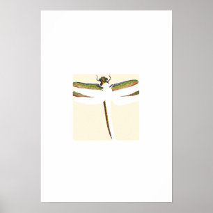 Miniature Dragonfly on White Background Poster