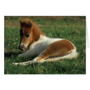 Miniature Foal Laying Down