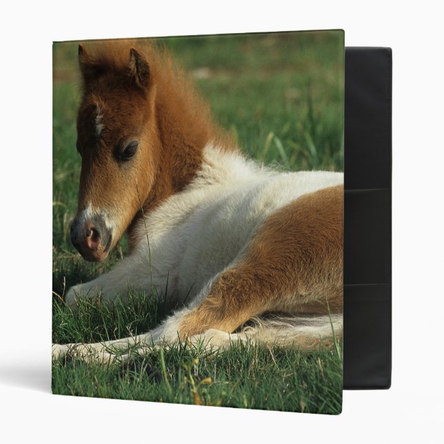 Miniature Foal Laying Down 3 Ring Binder (Front/Inside)