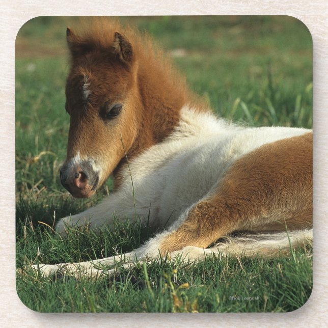 Miniature Foal Laying Down Beverage Coaster (Front)