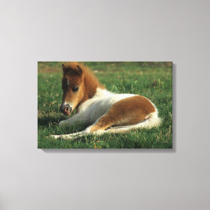 Miniature Foal Laying Down Canvas Print