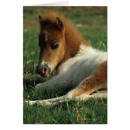 Miniature Foal Laying Down Cards (Front)