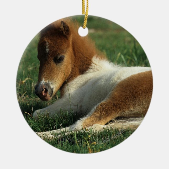 Miniature Foal Laying Down Ceramic Ornament (Front)