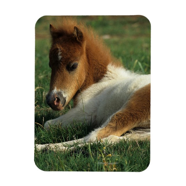 Miniature Foal Laying Down Magnet (Vertical)
