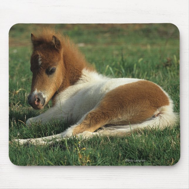 Miniature Foal Laying Down Mouse Pad (Front)