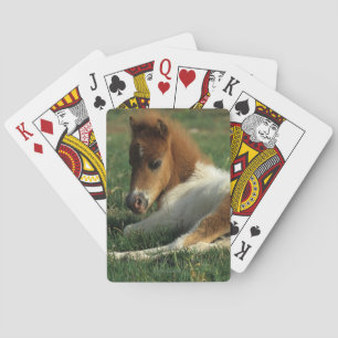 Miniature Foal Laying Down Poker Cards