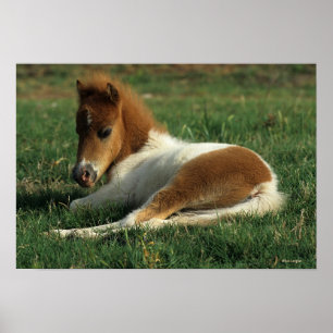 Miniature Foal Laying Down Poster