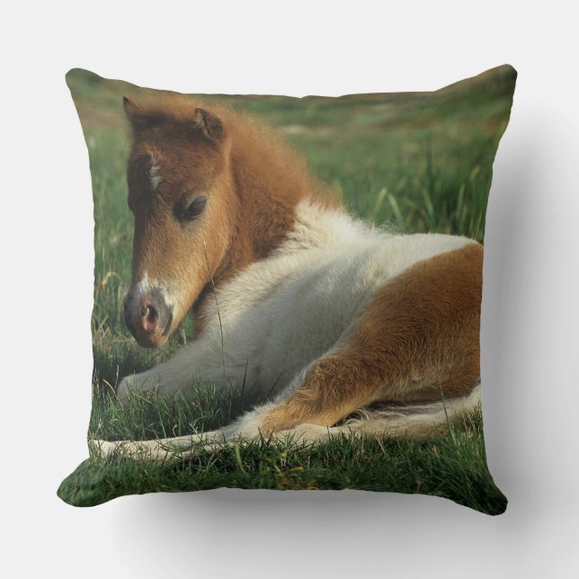 Miniature Foal Laying Down Throw Pillow (Front)