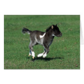 Miniature Foal Running (Front Horizontal)