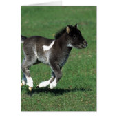 Miniature Foal Running (Front)