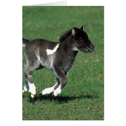 Miniature Foal Running (Front)