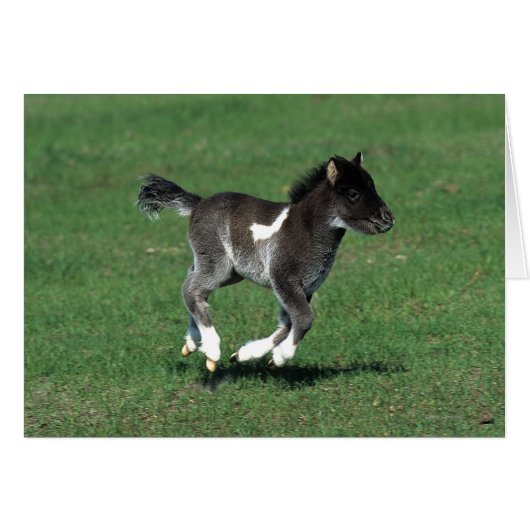 Miniature Foal Running Cards (Front Horizontal)