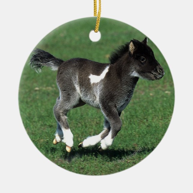 Miniature Foal Running Ceramic Ornament (Front)