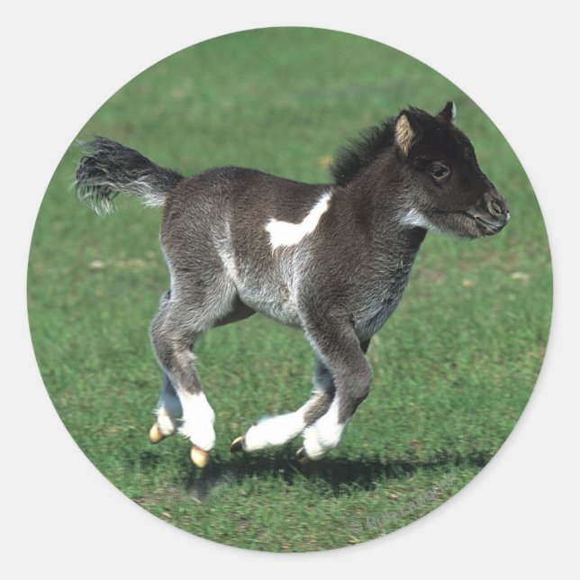 Miniature Foal Running Classic Round Sticker (Front)