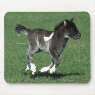 Miniature Foal Running Mouse Pad