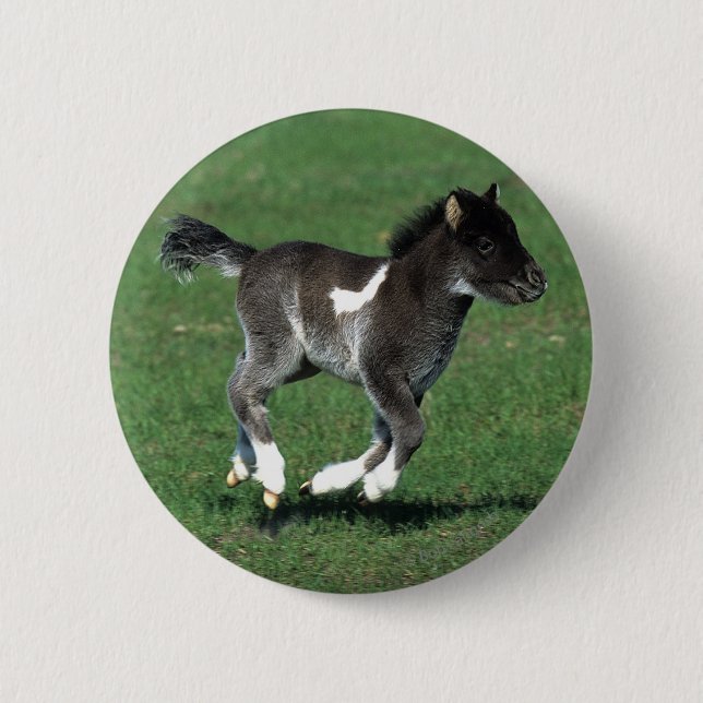 Miniature Foal Running Pinback Button (Front)