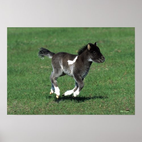 Miniature Foal Running Poster