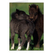 Miniature Foals 1 (Front)
