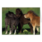 Miniature Foals 1 (Front Horizontal)