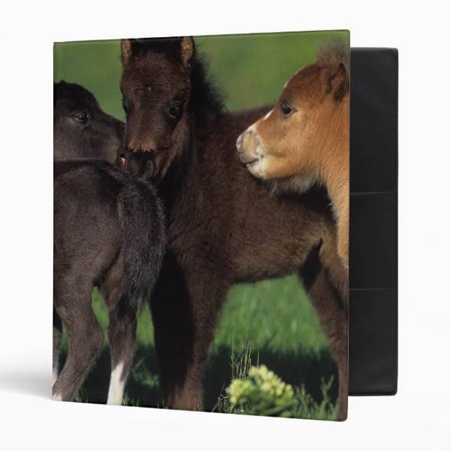 Miniature Foals 1 Binder (Front/Inside)
