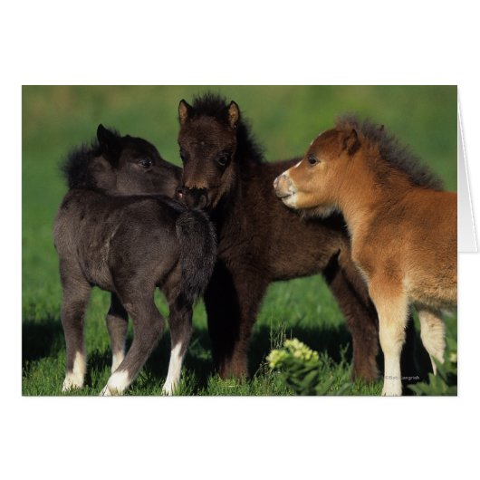 Miniature Foals 1 Cards (Front Horizontal)