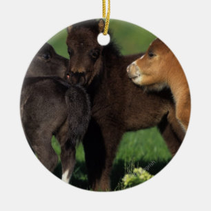 Miniature Foals 1 Ceramic Ornament