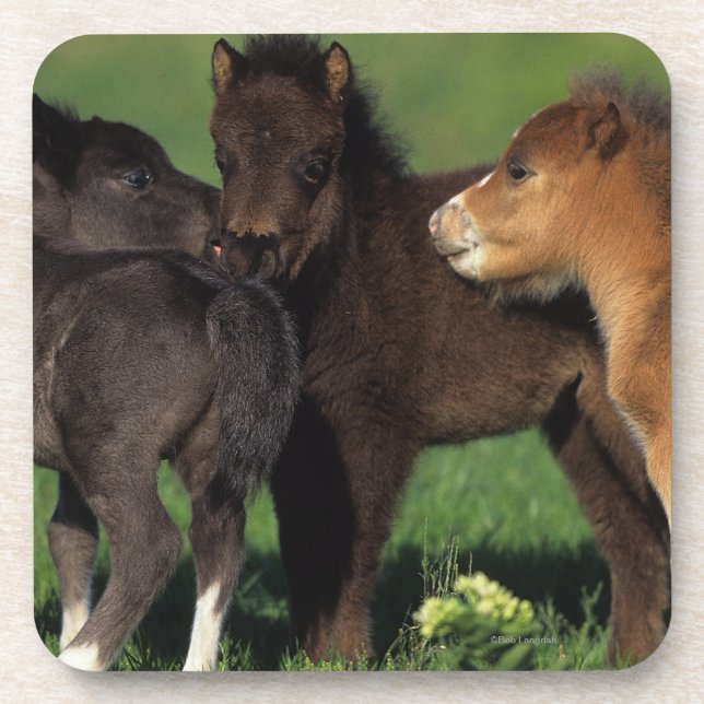 Miniature Foals 1 Coaster (Front)