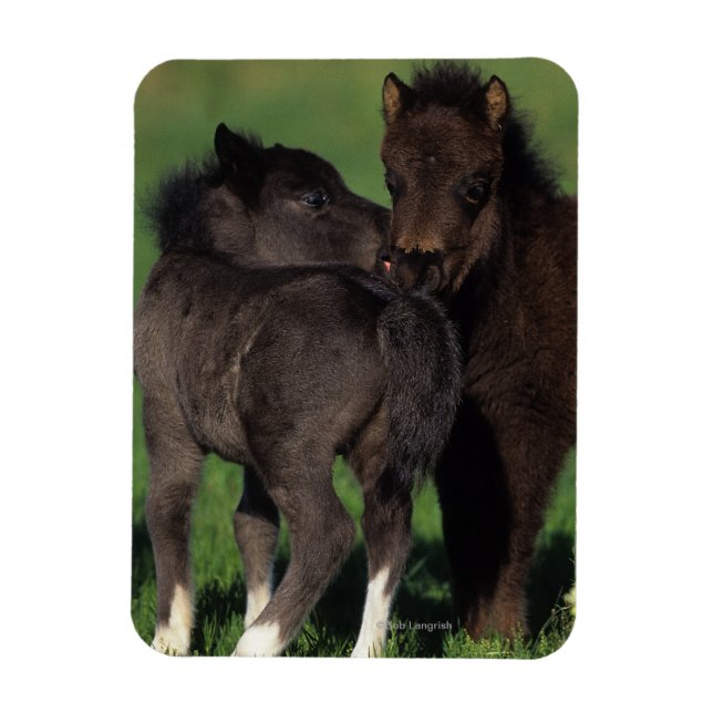 Miniature Foals 1 Magnet (Vertical)