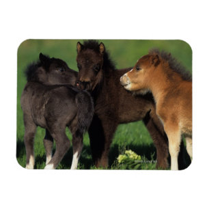Miniature Foals 1 Magnet