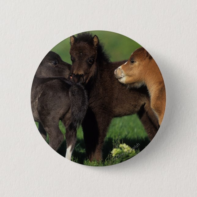 Miniature Foals 1 Pinback Button (Front)