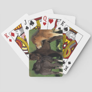 Miniature Foals 1 Poker Cards