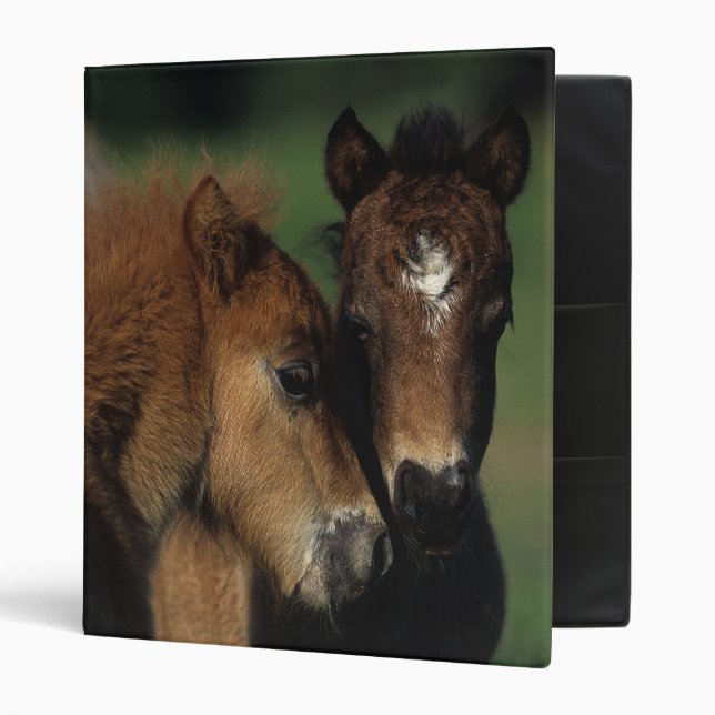 Miniature Foals 2 Binder (Front/Inside)