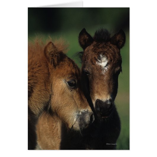 Miniature Foals 2 Cards (Front)
