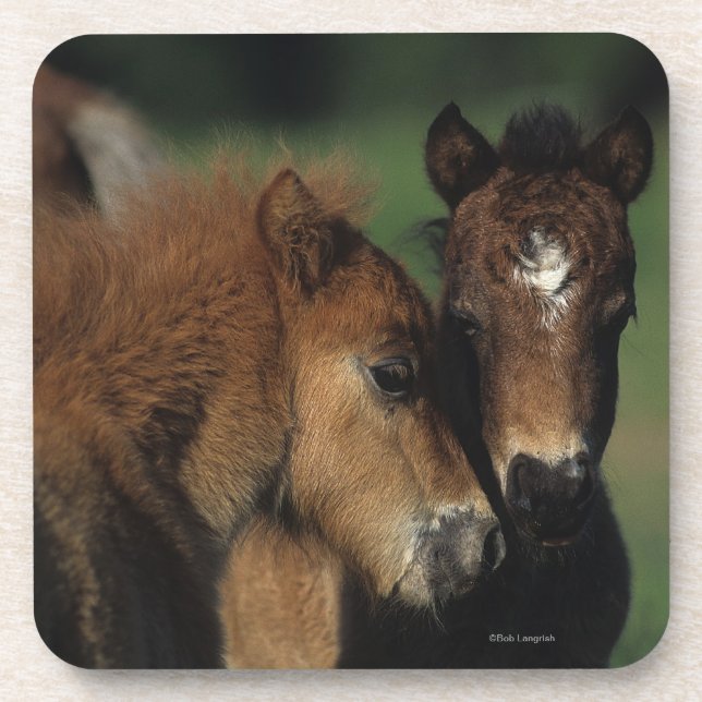 Miniature Foals 2 Drink Coaster (Front)
