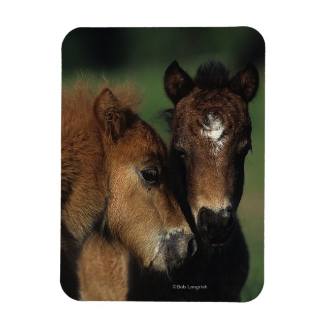 Miniature Foals 2 Magnet (Vertical)