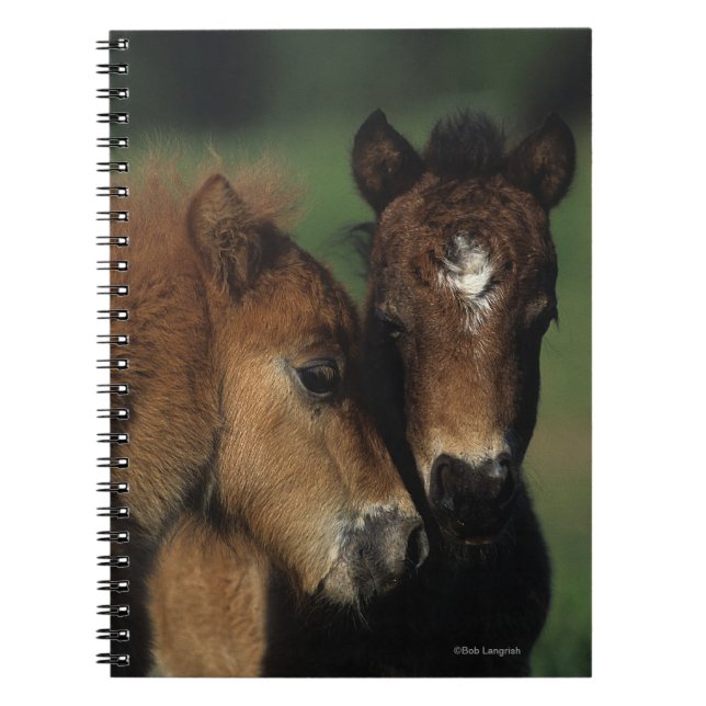 Miniature Foals 2 Notebook (Front)