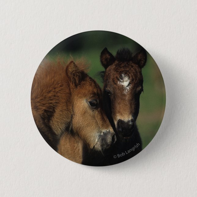 Miniature Foals 2 Pinback Button (Front)