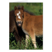 Miniature Foals in Grass (Front)