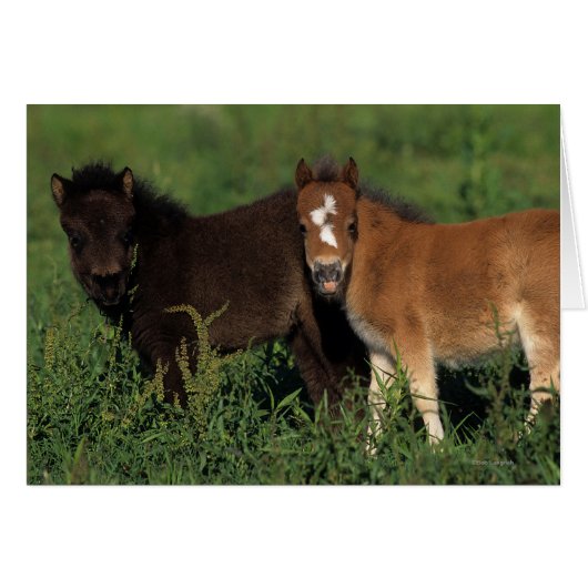 Miniature Foals in Grass (Front Horizontal)
